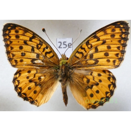 Argynnis aglaja (Linnaeus, 1758) male Poland25e